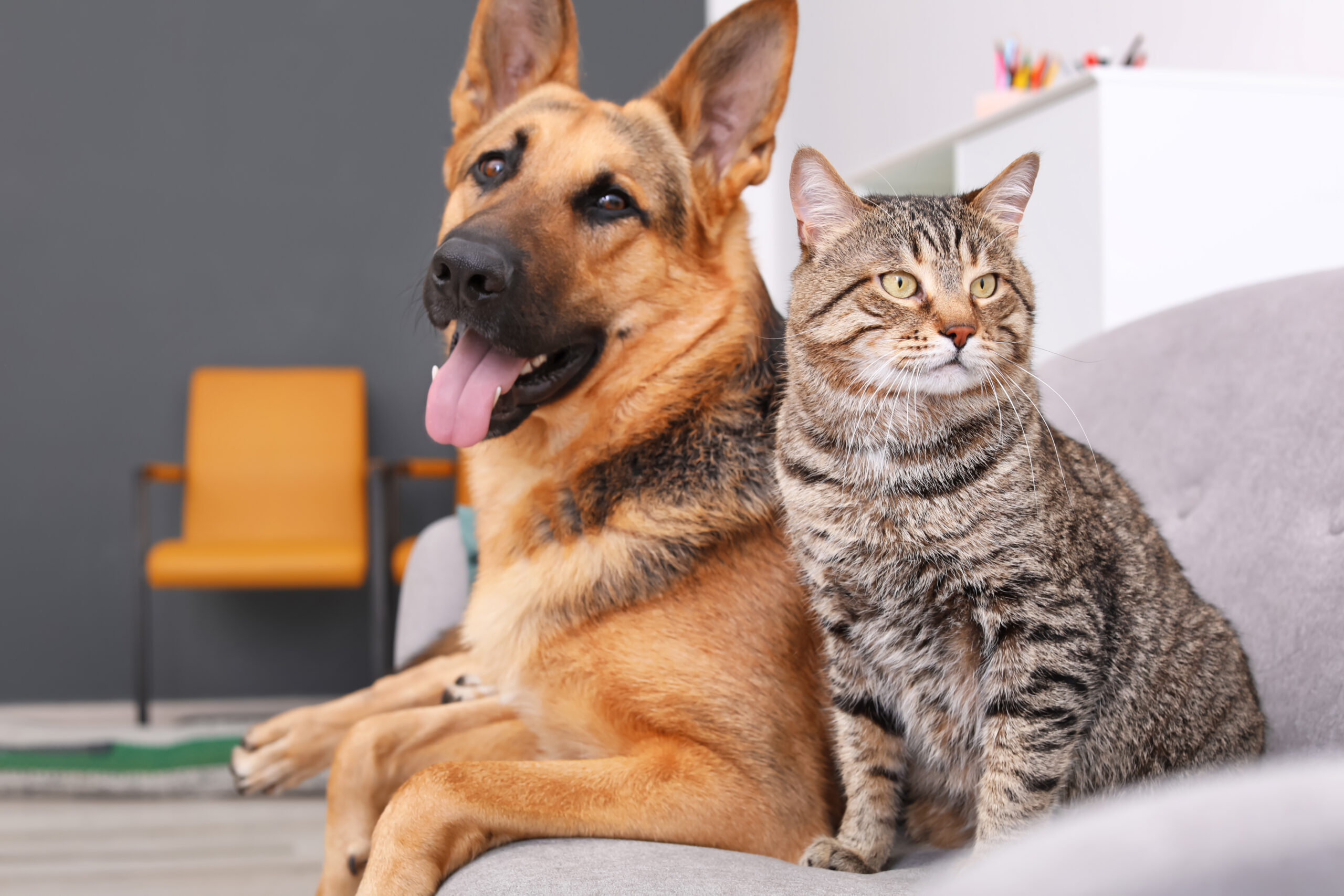 Adorable cat and dog resting together on sofa indoors. Animal fr